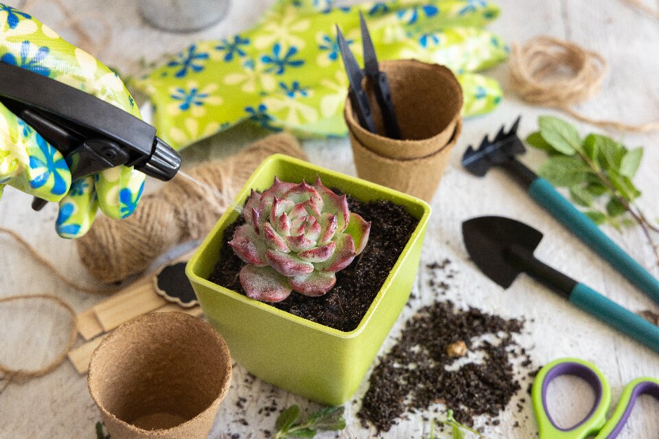 how to water succulents