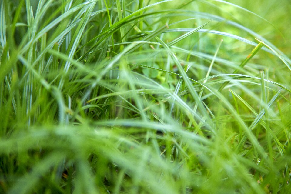 schimmliges Gras